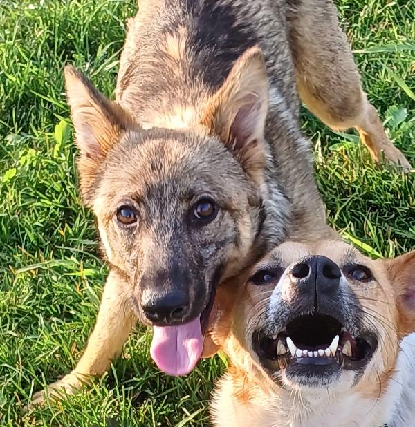 BOBB, fantastico cucciolone diversamente abile Foto 3